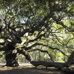 Angel Oak