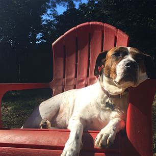 Molly is soaking up the #Charleston sunshine. #rescuedog #springishere #dogsofinstagram