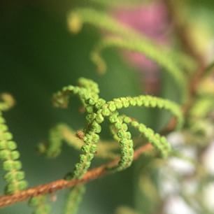 Fern tangles with my #macro lens. What's your favorite thing to photograph these days? #shooteverydamnday #iphoneography #30days