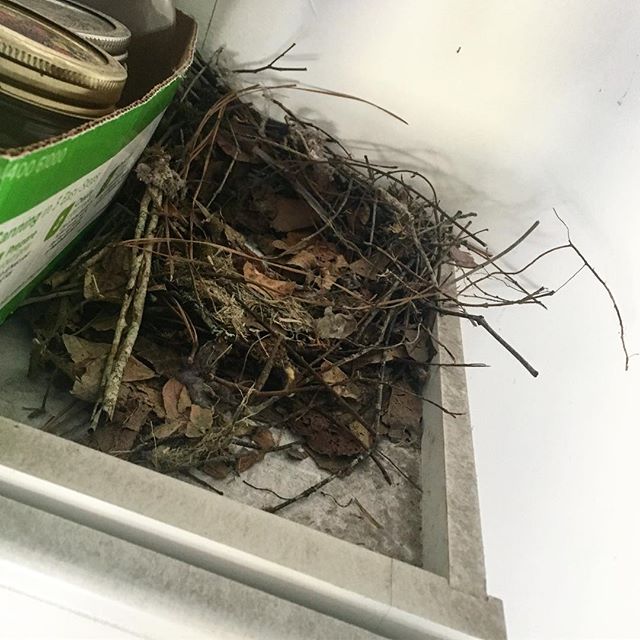 Today, I discovered a pair of wrens is building a nest in my garage. It’s not the best place to call home since we open and close the garage door regularly. Any advice on how to relocate this nest? I don’t see eggs. #wildkingdom #birdwatcher