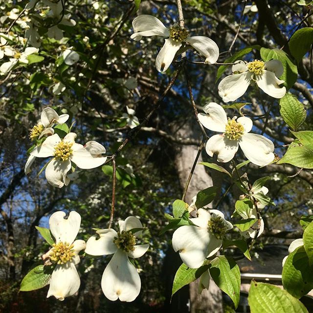 Dogwood season is the best season! #springishere #dogwoodtree