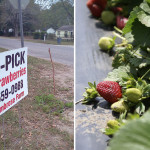These 30 Days: Eat Local
