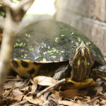Turtle Turtle