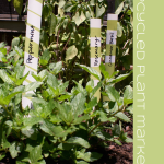 DIY Friday | Upcycled Plant Markers
