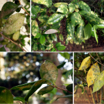 Just Sick (the Plants That Is)