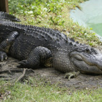 Edisto Island Serpentarium | A Post in Pictures