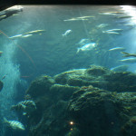 South Carolina Aquarium
