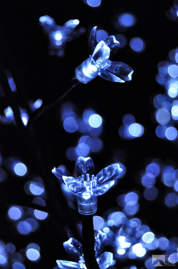 Holiday Bokeh | In The Next 30 Days