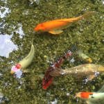 Meditation Day 13 | Koi Pond Escape