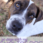 Shelter Dog Day 1