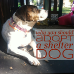 Shelter Dog Day 18 | Why Adopt a Shelter Dog