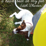 Shelter Dog Day 6 | The Heartbeat At My Feet