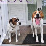 Shelter Dog Day 11 | A Family Reunion