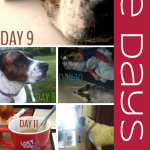The Days No. 21 | I Love My Dog