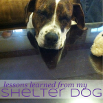 Shelter Dog Day 30 | Lessons Learned