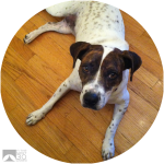 Shelter Dog Day 4 | A Rescue Dog’s Story