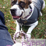 Shelter Dog Day 27 | Puppy School