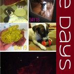 The Days No. 22 | Dog Days