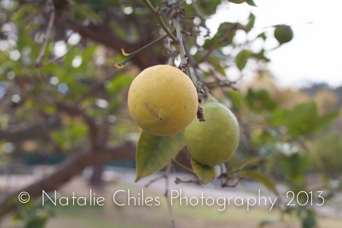 How To Take Great Photos from Professional Photographer Natalie Chiles | In The Next 30 Days