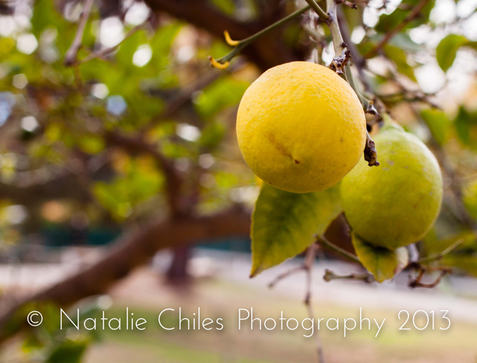How To Take Great Photos from Professional Photographer Natalie Chiles | In The Next 30 Days