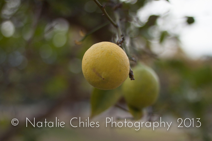 How To Take Great Photos from Professional Photographer Natalie Chiles | In The Next 30 Days