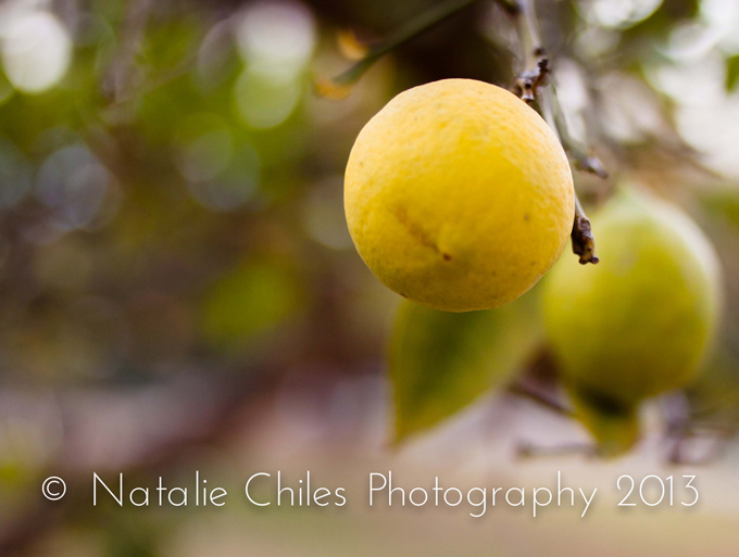 How To Take Great Photos from Professional Photographer Natalie Chiles | In The Next 30 Days