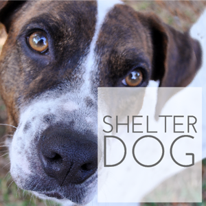 Check out my #30Day challenge dedicated to welcoming Molly, our shelter dog, into our family, thoughts, and I hope to find some bliss along the way. | In The Next 30 Days
